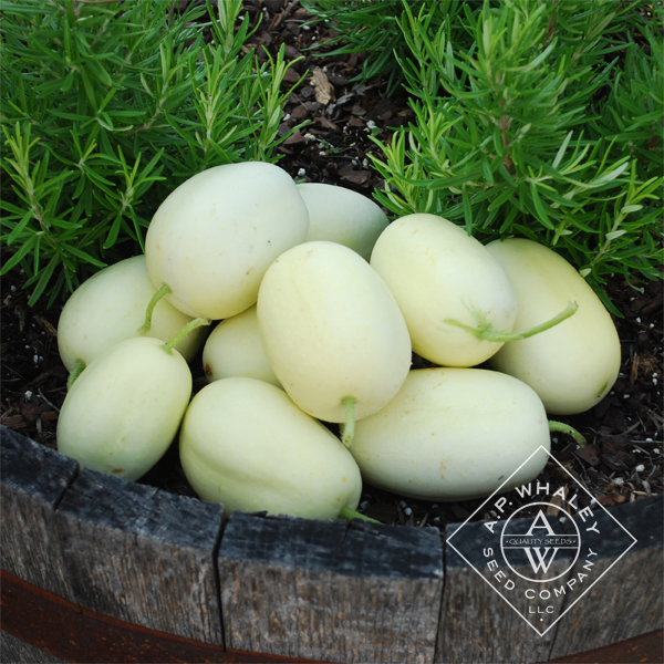 Dragon's Egg | A.P. WHALEY, LLC